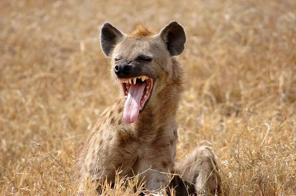 hyena se usmívá - hyenovití - stock snímky, obrázky a fotky
