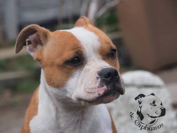 Rodina Staffordshire bull terrier 2024