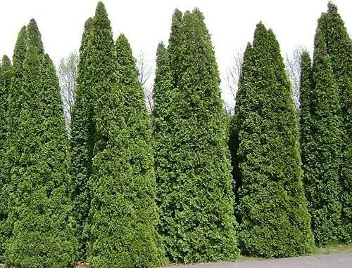 Thuja occidentalis - Wikipedia