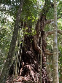 REPORTÁŽ: Nejlepší „zašívárna“ světa? Madagaskar uchvátí baobaby i mlsnými lemury