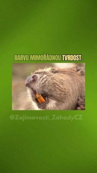 Bobr evropský: Inženýr ekosystému s věčně rostoucími zuby! #bobr #priroda #zajimavosti #shorty