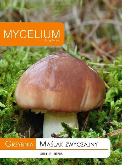 MAŚLAK OBECNÝ podhoubí lesní houby Mycelium