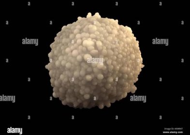 Single Granular Leukocyte isolated on black background. A mature white blood cell having granules in its cytoplasm. Stock Photo