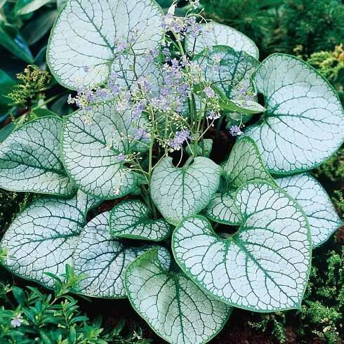Brunera Macrophylla JACK FROST kv
