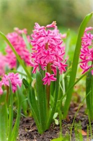 V zahradě hyacinty kvetou od dubna do května a vyznačují se výraznou, intenzívní a sladkou vůní. iStock