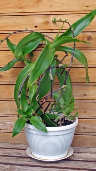 Kalísie voňavá (Callisia fragrans) 2