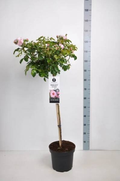 Rosa persica 'Bright Eyes'-stromková - Obrázek 2