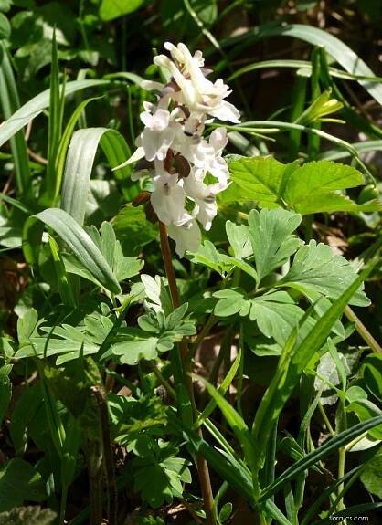 Dymnivka dutá (Corydalis cava), rostlina
