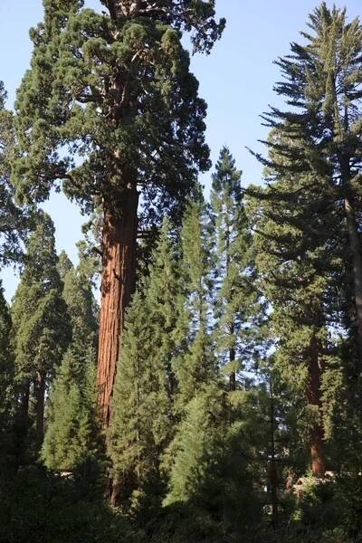 California / Usa - 23. srpna 2015: Les Giant Sequoia v Národním parku Sequoia, Kalifornie, USA — Stock obrázek