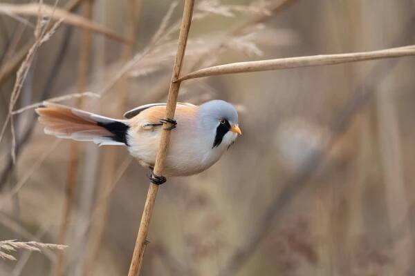 Sýkořice vousatá // Bearded reedling (Panurus biarmicus)