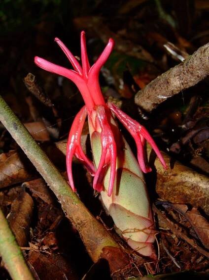 Hornstedtia incana