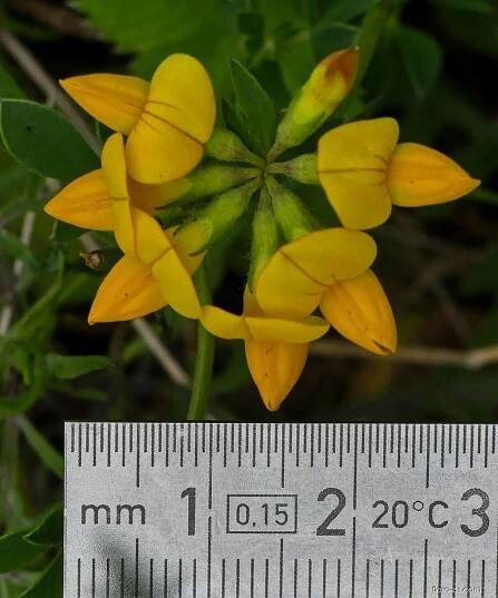 Štírovník růžkatý (Lotus corniculatus), květy, květenství