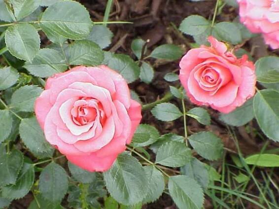 Rosal Duet cuidados