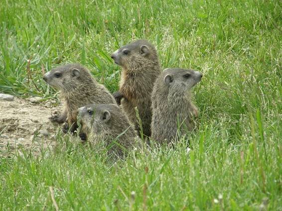 Soubor:Groundhogs.JPG