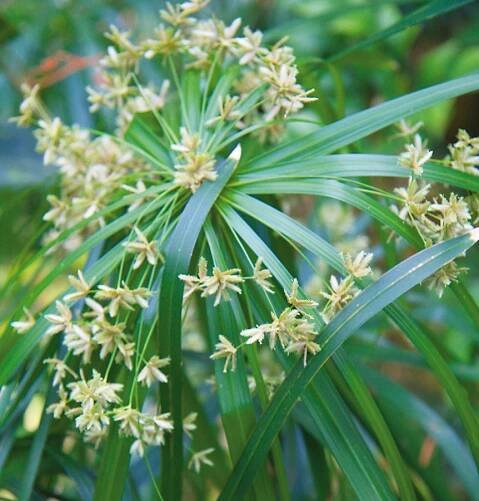 Šáchor (Cyperus alternifolius) miluje vyšší vzdušnou vlhkost. V koupelně se mu proto bude dařit z celého bytu nejlépe. FOTO DANIEL KOŠŤÁL