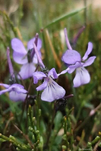 Violka - Viola corsica subsp. limbarae