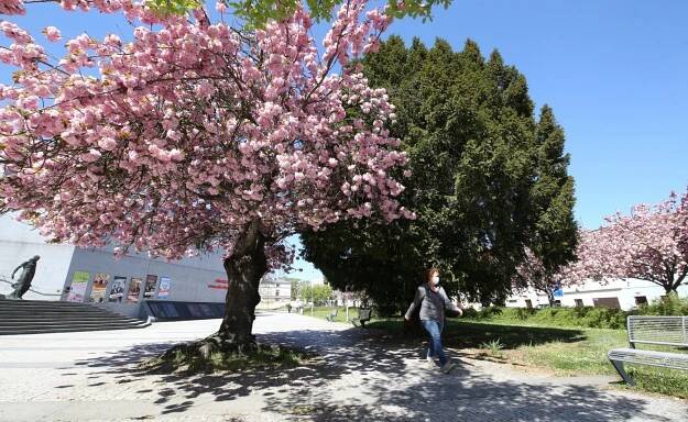 OBRAZEM: Krása. Ulice měst na Litoměřicku zdobí rozkvetlé sakury