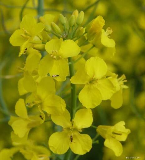 Brukev řepka (Brassica napus)