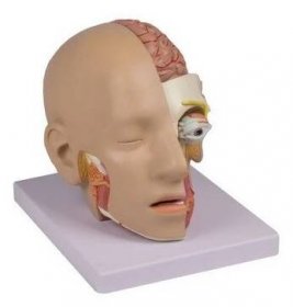 Model lidské hlavy - rozložitelný - 4 části