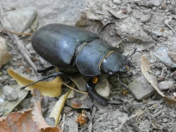 Lucanus cervus, roháč obecný