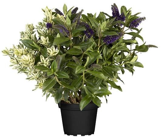 Hebe Andersonova (Hebe andersonii) Trio, pr. kv. cca 19 cm nakoupit u OBI