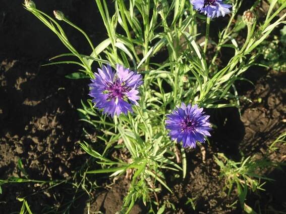 Bachelor’s Buttons: Centaurea Cyanus - Southern Garden Nursery
