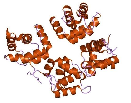 Matrixový protein – Wikipedie
