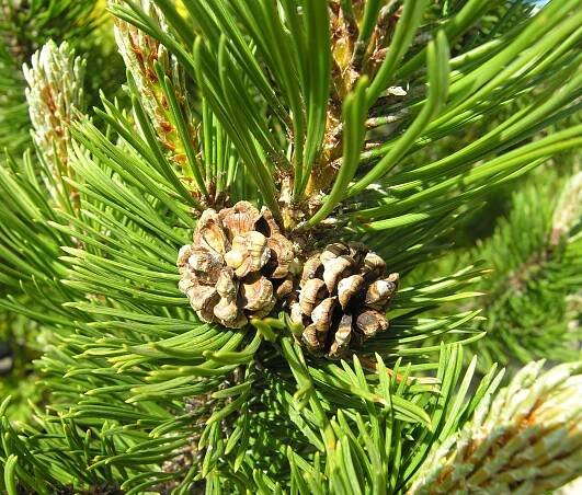 Pinus mugo Turra - Portale della Flora d'Italia / Portal to the Flora of Italy
