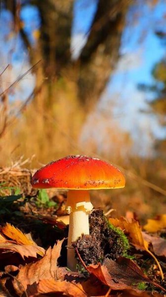 Huba Muchotrávka Spór - Fotografia zdarma na Pixabay
