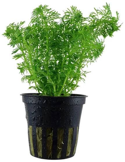 Tropica akvarijní rostlina Limnophila sessiliflora