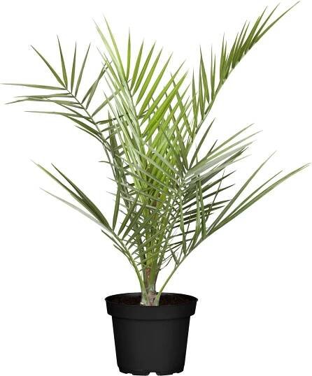 Datlovník kanárský "Phoenix canariensis", pr. 22 x 140 cm