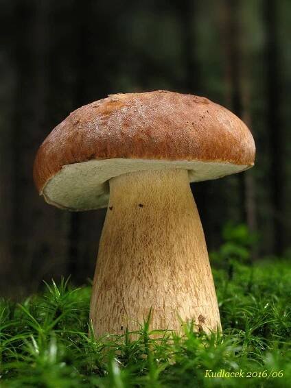 Několik hřibovitých cvaků z pátečního dopoledne - Kudluv fotoatlas hubKudluv fotoatlas hub
