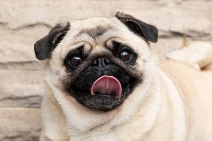 Pug dog face with tongue sticking out of mouth closeup