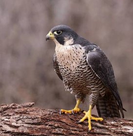 rozzlobený peregrine falcon - sokol stěhovavý - stock snímky, obrázky a fotky