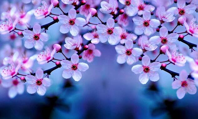 Download Cherry Blossom Wallpapers for FREE [100,000+ Mobile & Desktop] - WallpaperGod.com