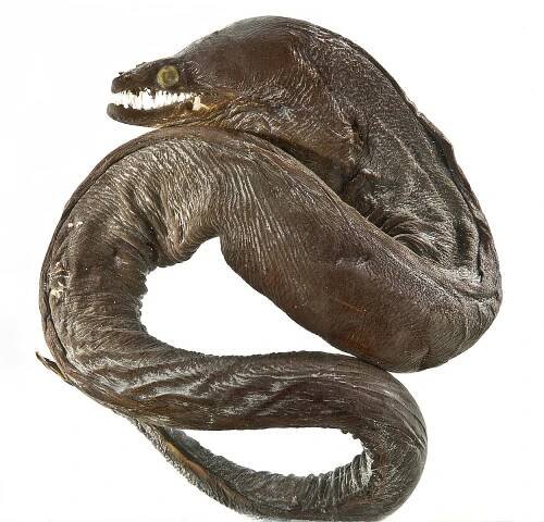 Viper moray - Wikipedia