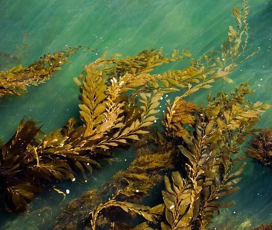 Algae: What it is, why algae blooms can be toxic and how it differs to plants