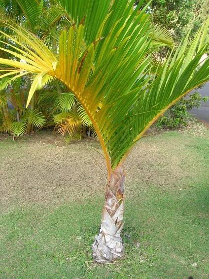 Hyoforbe - Hyophorbe verschaffeltii