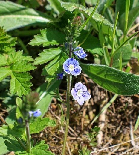 Rozrazil rezekvítek (Veronica chamaedrys)