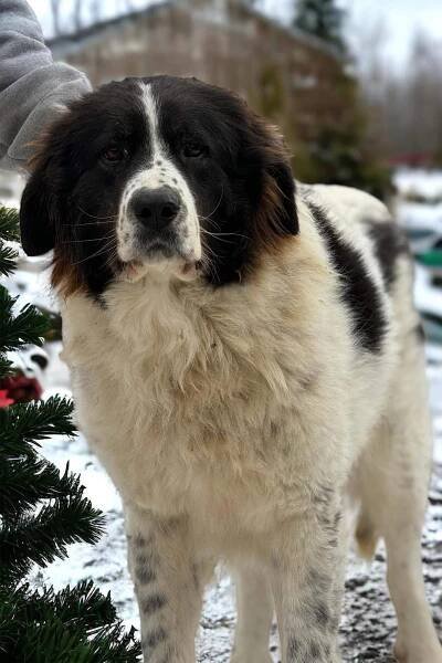 Barney - Saving Romania's Abandoned Souls Rescue