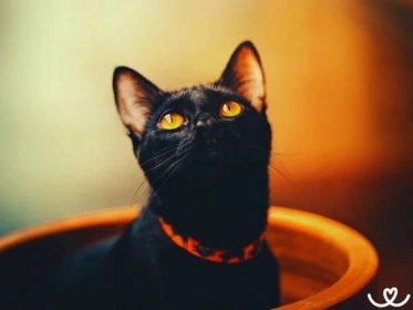 Bombajská kočka vás uhrane jantarovýma očima