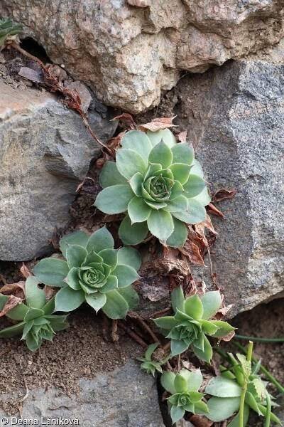 Sempervivum tectorum – netřesk střešní