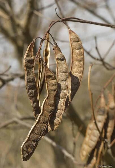 Robinia pseudoacacia L. (trnovník akát)