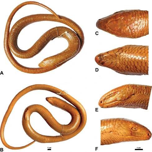 ﻿The sheltopusik (Pseudopus apodus) in southwestern Ukraine? Insights from the museum collection