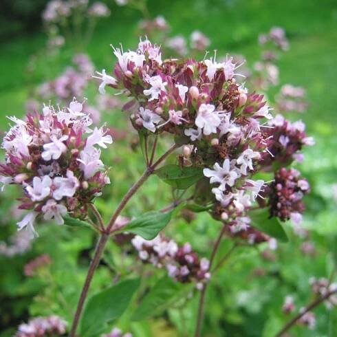 Dobromysl obecná (Origanum vulgare)