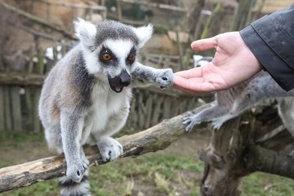 Foto: Soukromá zoo se bojí o přežití. Ve sbírce jí lidé přispěli už čtvrt milionu