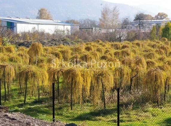 Modřín opadavý (Larix decidua) 'Pendula' v kultuře (podzim)