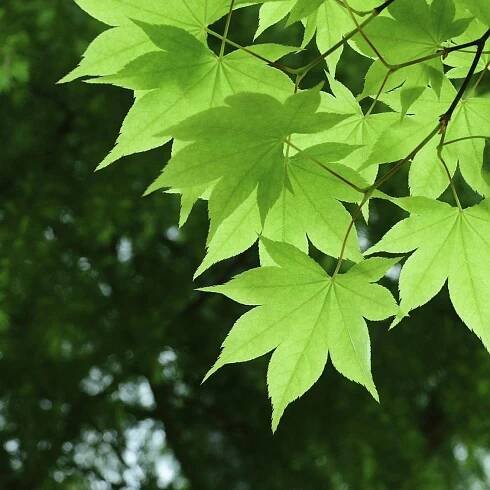 Maples For Cold Climates – Types Of Maple Trees For Zone 4