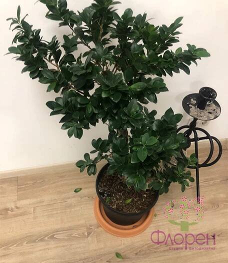 M Ficus Benjamin trpí?
