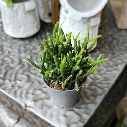 Věšák, Rhipsalis mix, průměr květináče 6 cm | ZAZUMi.cz